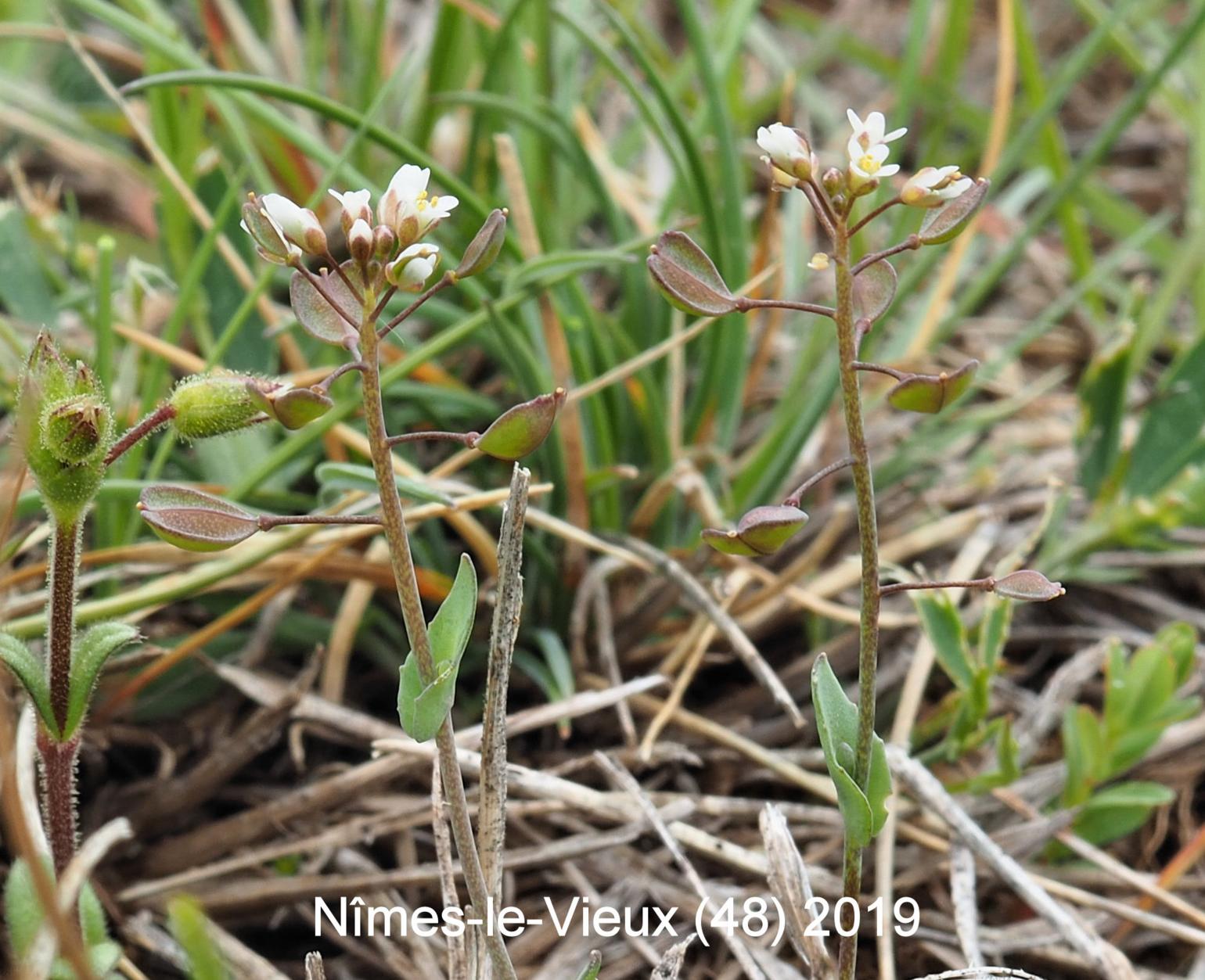 Pennycress, Perfoliate